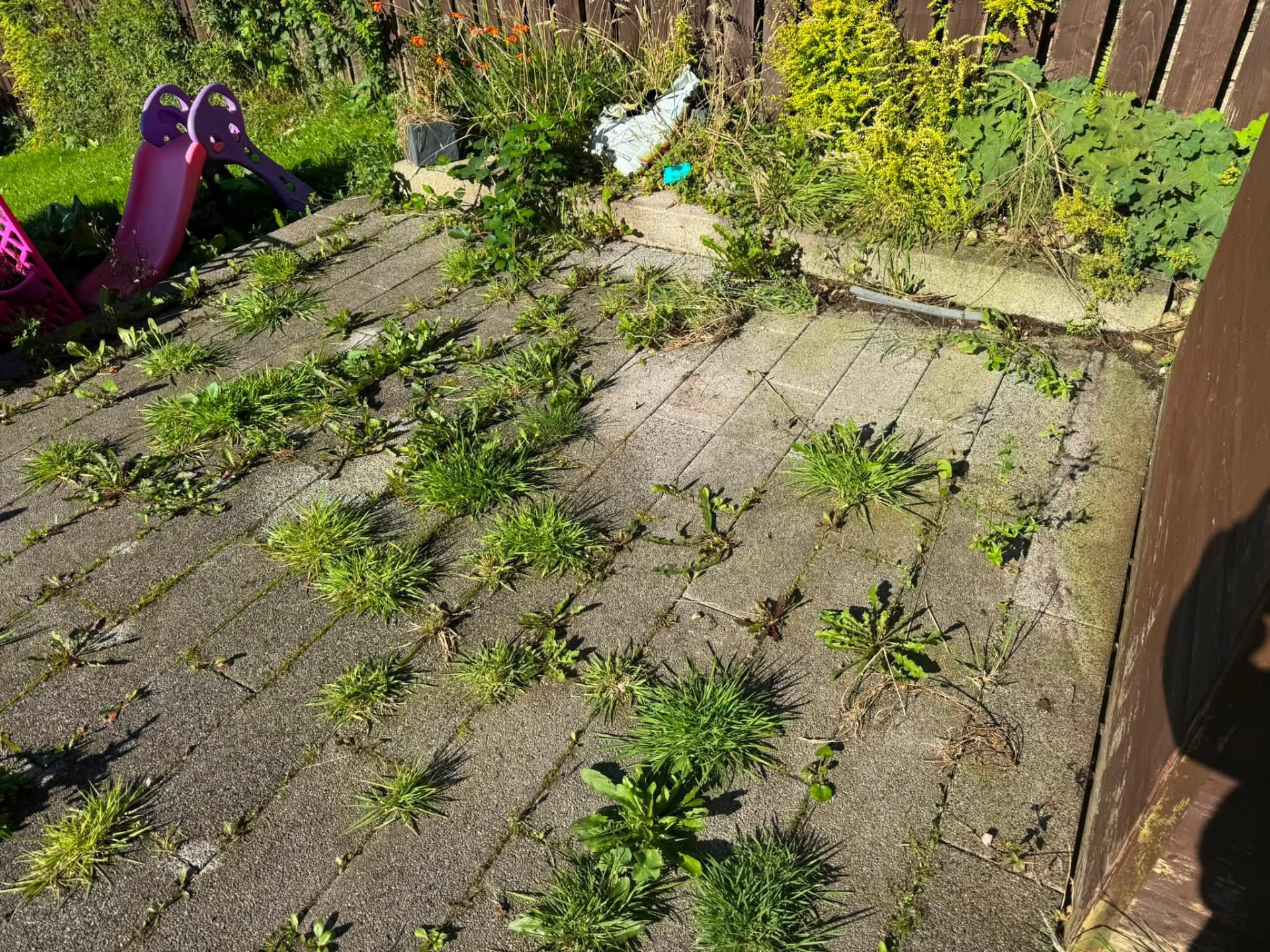 Overgrown paved patio with heavy weed growth before cleaning